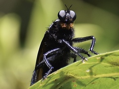 Microstylum oberthurii