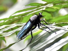 Microstylum oberthurii