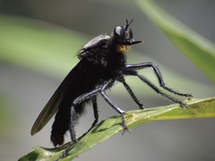 Microstylum oberthurii