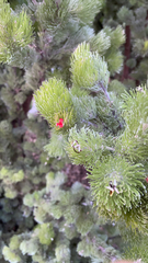 Adenanthos