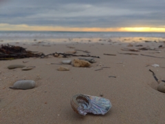 Haliotis scalaris emmae