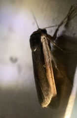 Ochropleura
