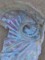 Haliotis scalaris emmae