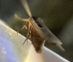 Ochropleura
