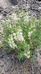 Lupinus albicaulis