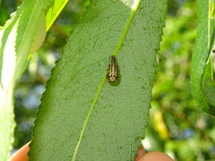 Chrysomela vigintipunctata
