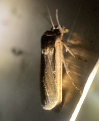 Ochropleura