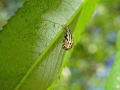 Chrysomela vigintipunctata