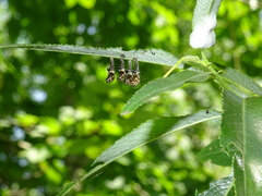 Chrysomela vigintipunctata