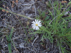 Brachyscome multifida