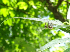 Chrysomela vigintipunctata