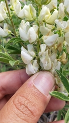 Lupinus albicaulis