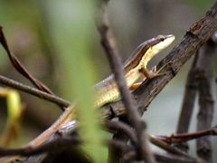 Takydromus viridipunctatus
