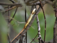 Takydromus viridipunctatus