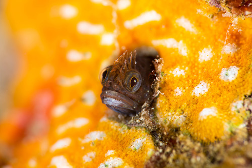 Bare sarcastic fringehead (Neoclinus nudus) — Chaenopsidae