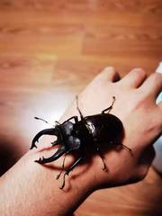 Lucanus fryi