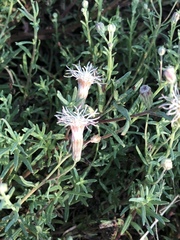 Brickellia eupatorioides chlorolepis