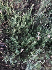 Brickellia eupatorioides chlorolepis