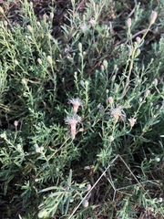Brickellia eupatorioides chlorolepis