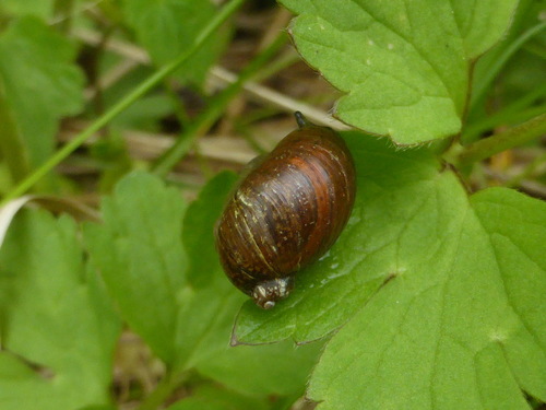 Striate Ambersnail