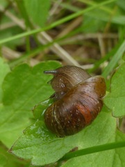 Novisuccinea strigata