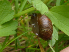 Novisuccinea strigata