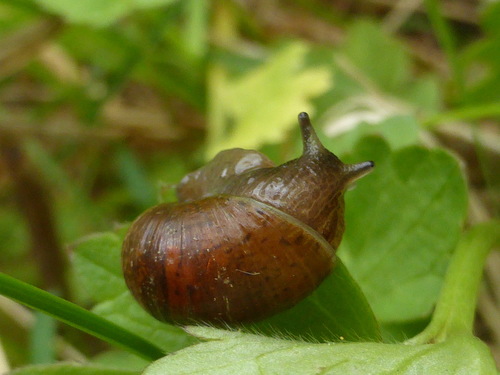 Striate Ambersnail