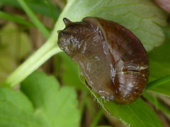 Novisuccinea strigata