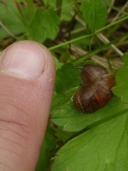 Novisuccinea strigata