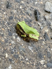 Hyla japonica