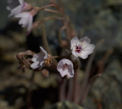 Claytonia exigua