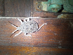 Peltasticus punctatus