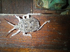 Peltasticus punctatus