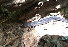Plethodon wehrlei