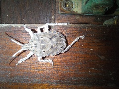 Peltasticus punctatus