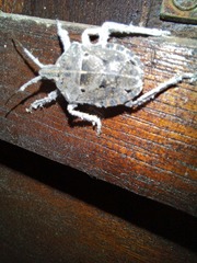 Peltasticus punctatus