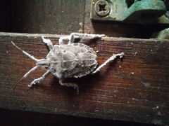 Peltasticus punctatus