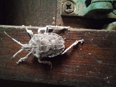 Peltasticus punctatus