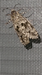 Prionoxystus