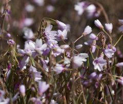 Claytonia exigua