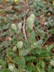 Gomphrena celosioides