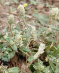 Gomphrena celosioides