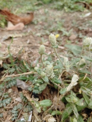 Gomphrena celosioides