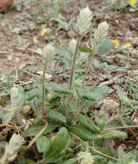 Gomphrena celosioides