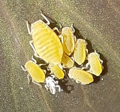 Longicaudus trirhodus