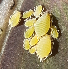 Longicaudus trirhodus