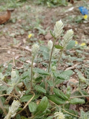 Gomphrena celosioides