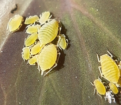 Longicaudus trirhodus