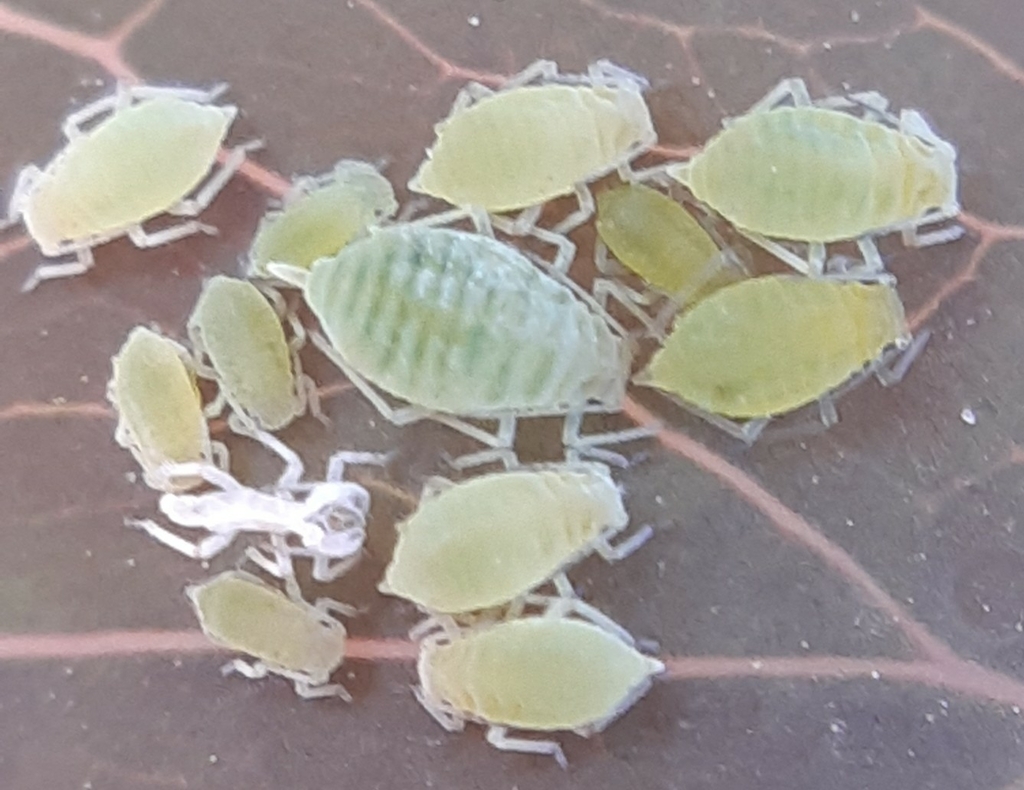 Rose-Columbine Aphid