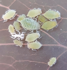 Longicaudus trirhodus